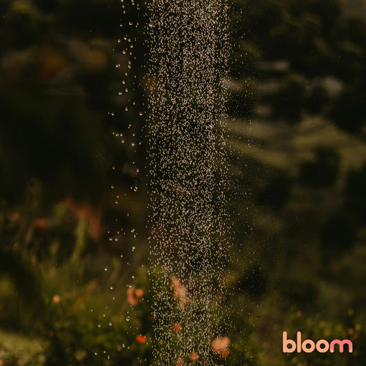 Filtered Shower Heads: Rediscover Showering Bliss with Bloom